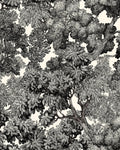 Papier peint Tree for Two, feuillages d'arbres noirs sur fond écru, Maison Thevenon